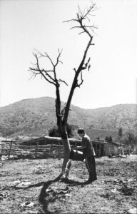 El árbol
